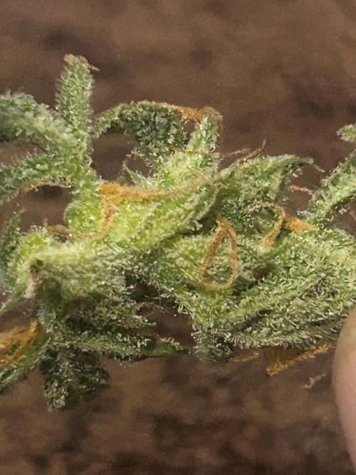 Gelato auto. Week 12