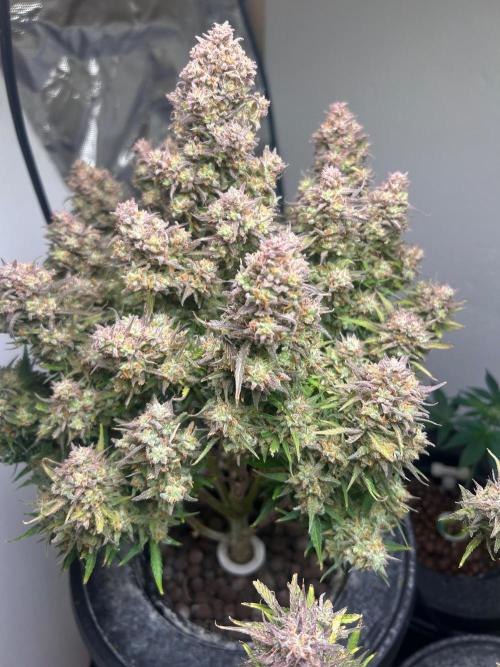 Gelato auto. Week 12