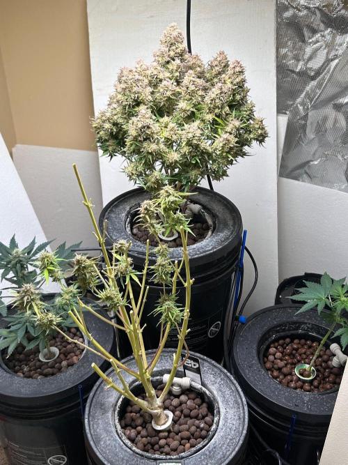Gelato auto. Week 12