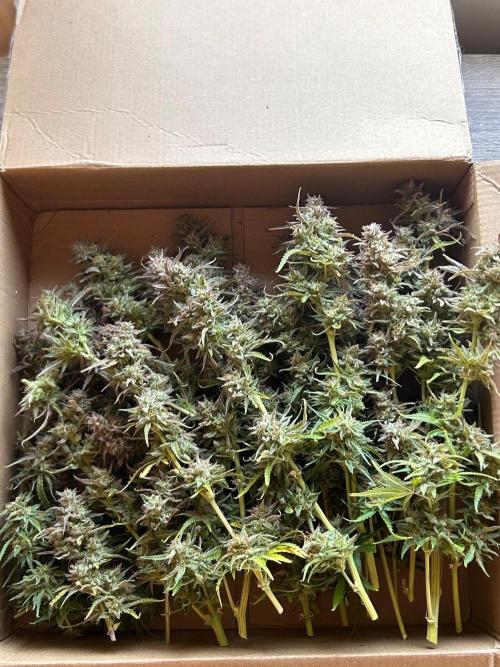 Gelato auto. Week 12