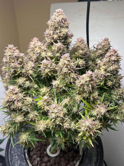Gelato auto. Week 12