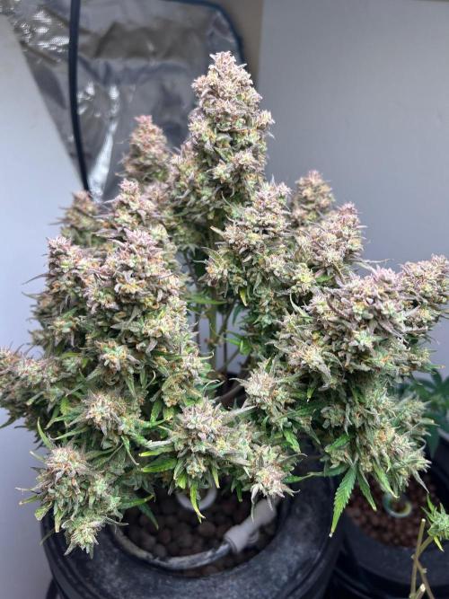 Gelato auto. Week 12