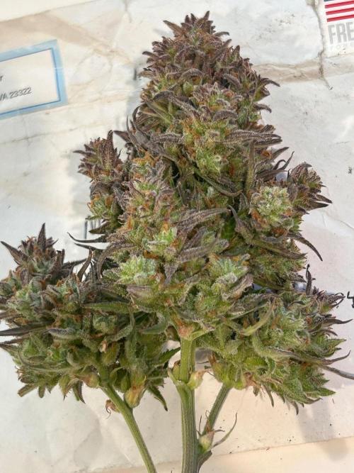 Gelato auto. Week 12