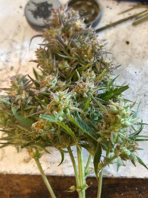 Gelato auto. Week 12