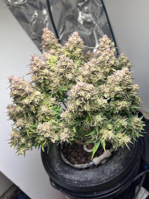 Gelato auto. Week 12