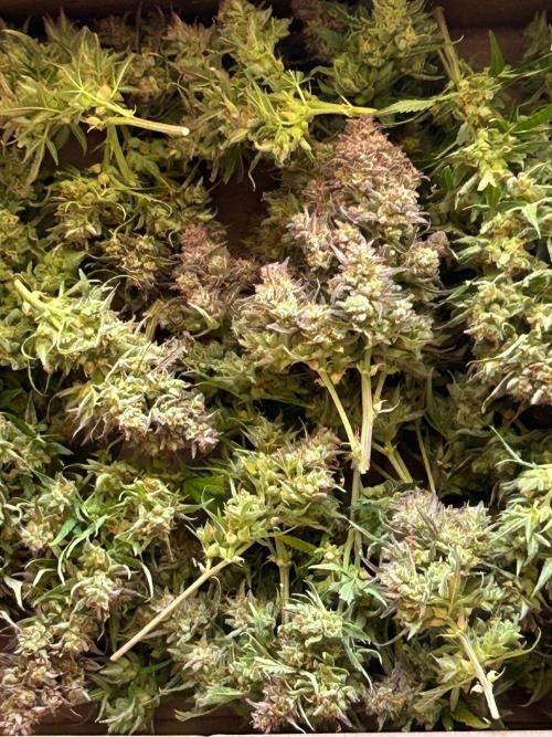 Gelato auto. Week 12