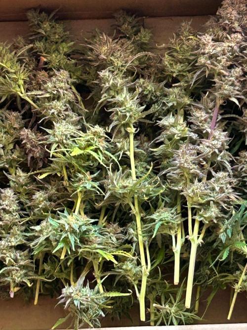 Gelato auto. Week 12