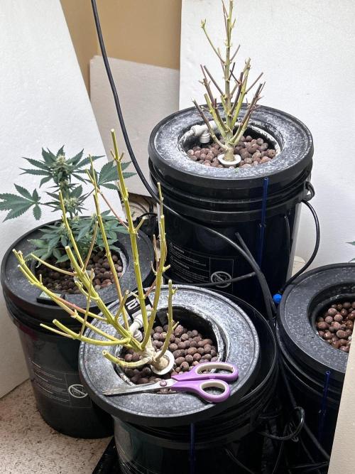 Gelato auto. Week 12