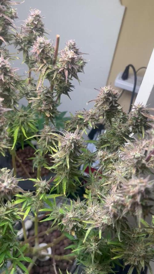 Gelato auto