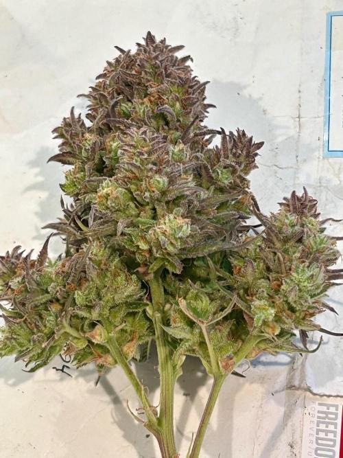 Gelato auto. Week 13