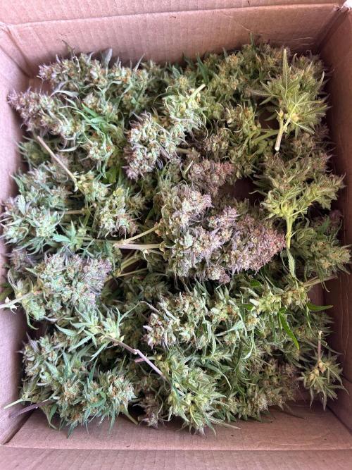 Gelato auto. Week 13