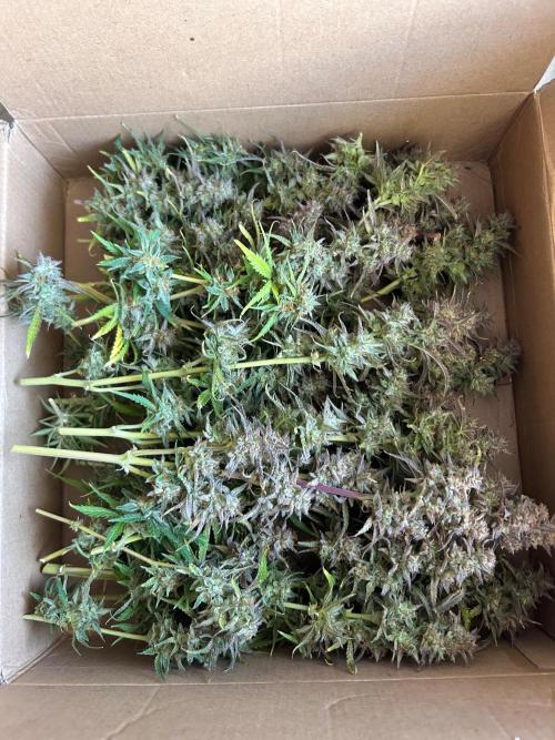 Gelato auto. Week 13