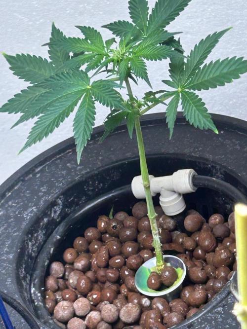 White LSD. Week 5