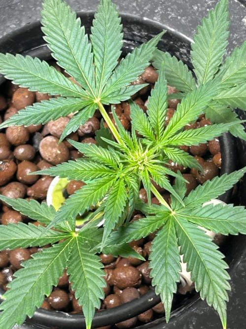 White LSD. Week 5