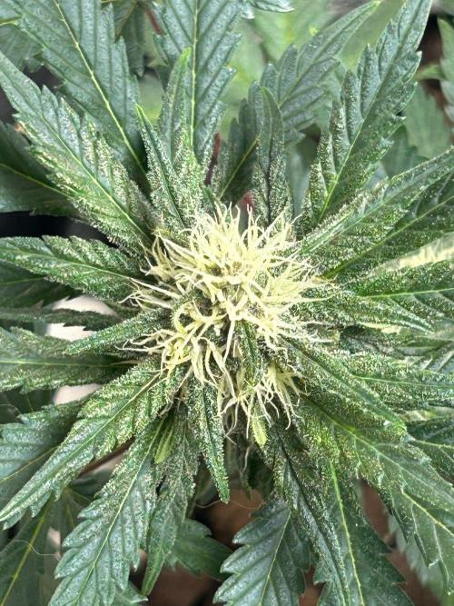 White LSD. Week 5