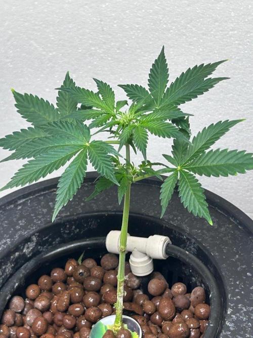 White LSD. Week 5