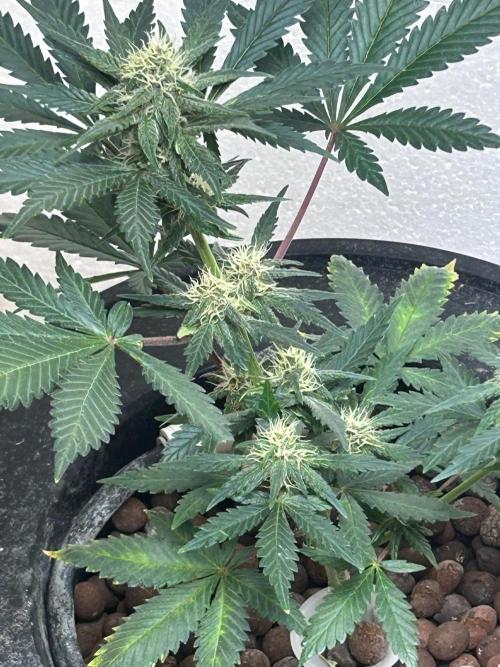 White LSD. Week 5
