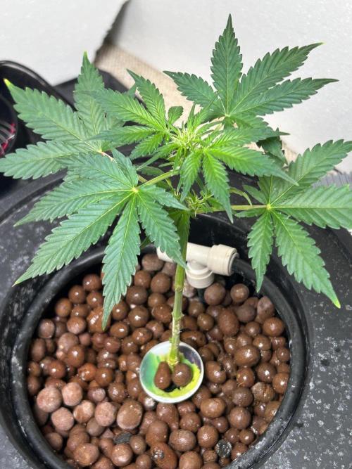 White LSD. Week 5