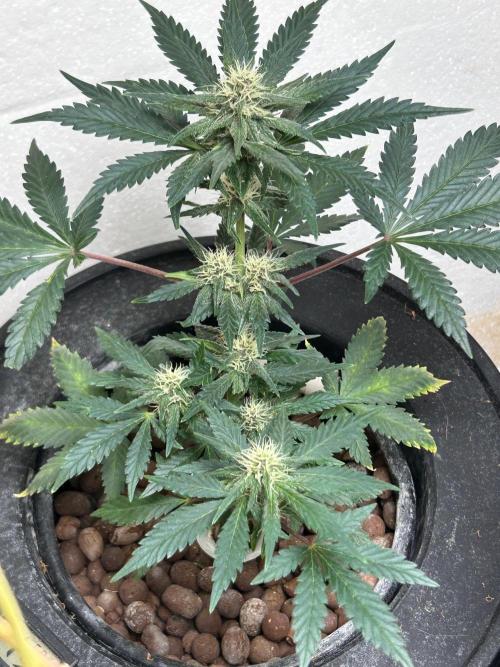 White LSD. Week 5