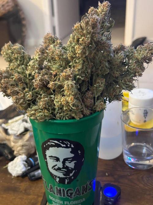 Gelato auto. Week 12