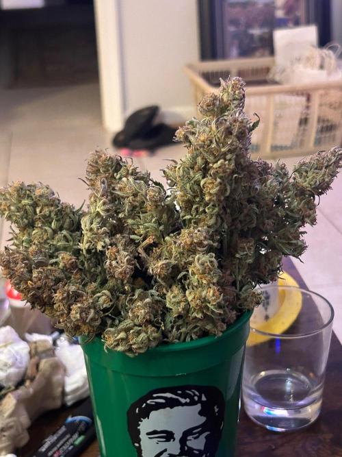 Gelato auto. Week 12