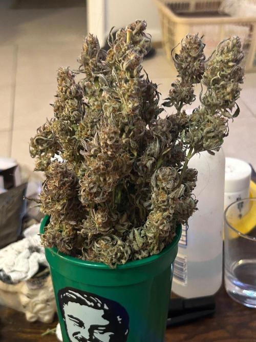 Gelato auto. Week 12