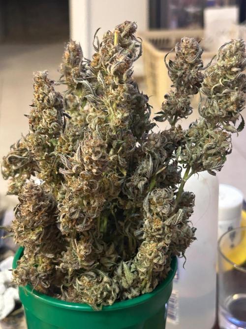 Gelato auto. Week 12