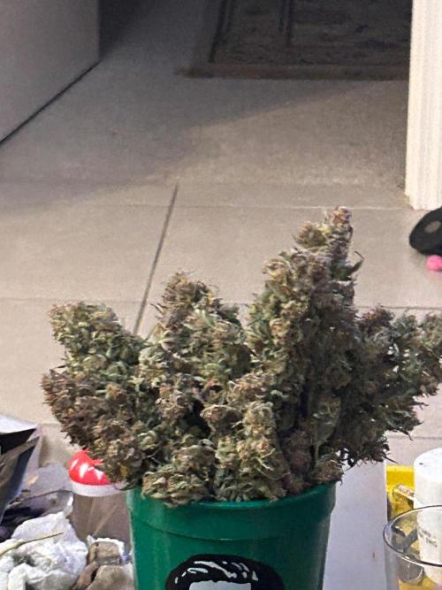 Gelato auto. Week 12