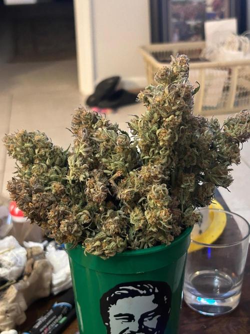 Gelato auto. Week 12