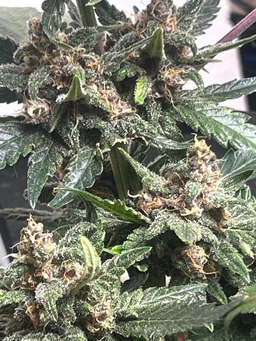 White LSD. Week 6