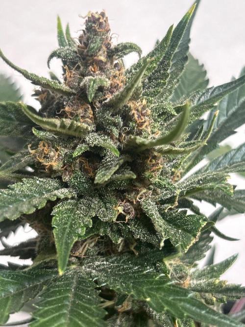 White LSD. Week 6