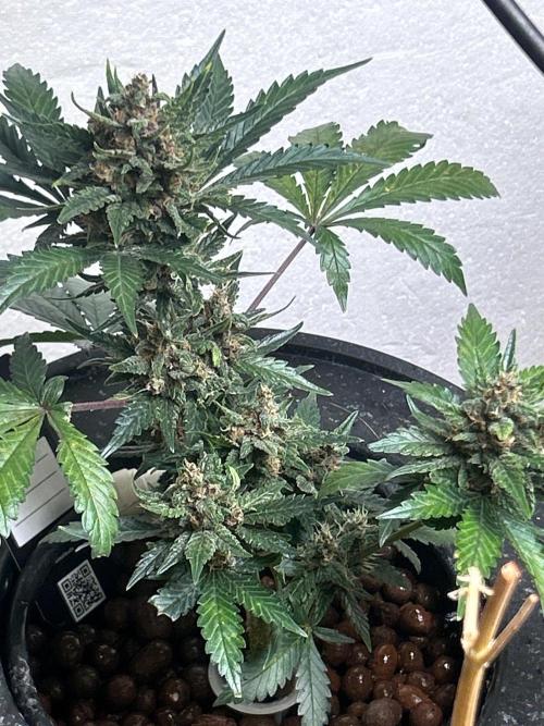 White LSD. Week 6