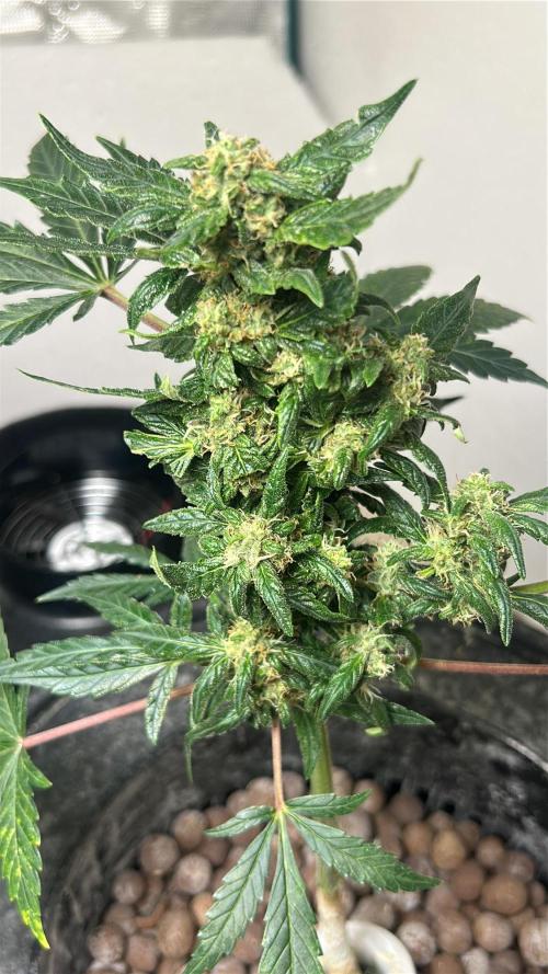 White LSD. Week 11