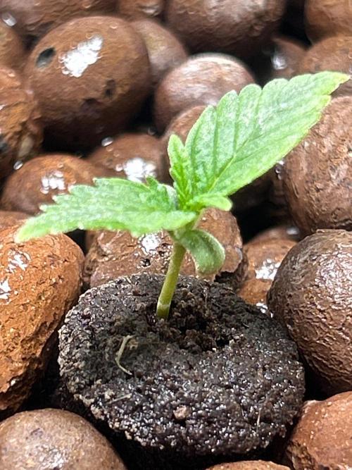 Ztrawberriez Auto. Week 3