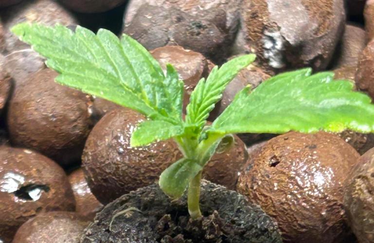 Ztrawberriez Auto. Week 3