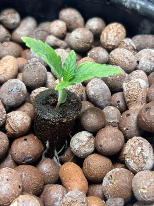 Ztrawberriez Auto. Week 3