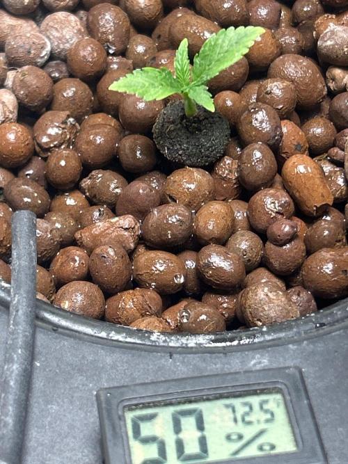 Ztrawberriez Auto. Week 3