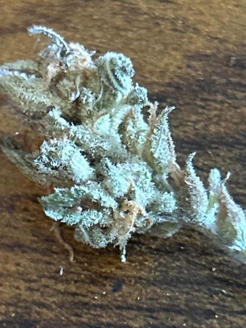 Gelato auto. Week 14