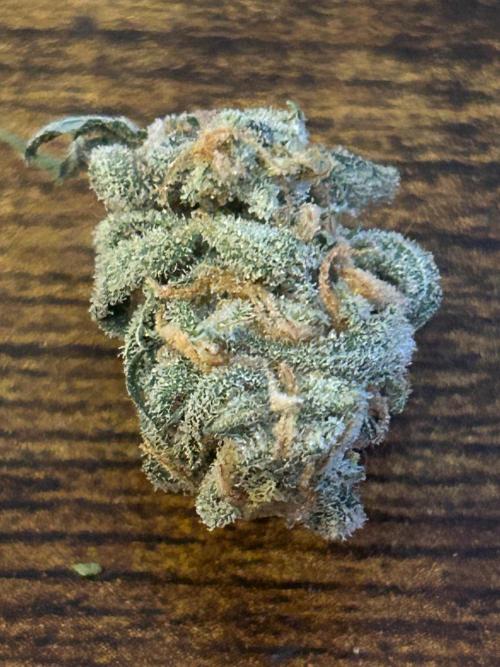 Gelato auto. Week 14