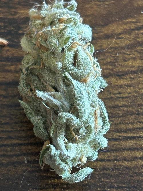 Gelato auto. Week 14
