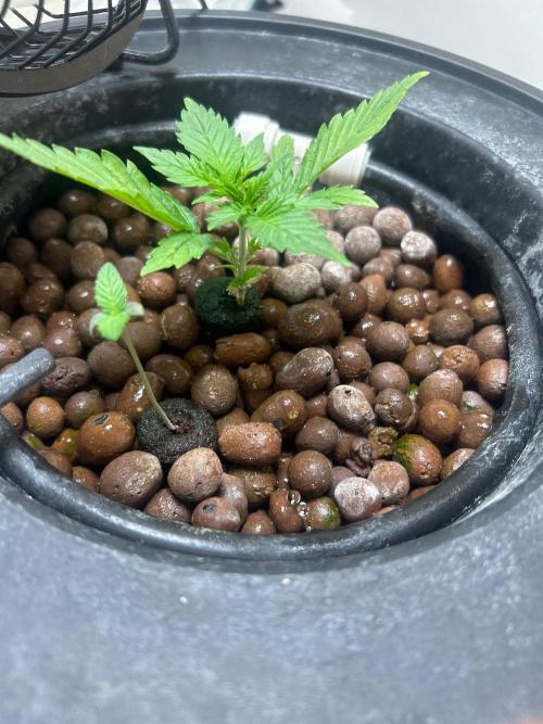 Ztrawberriez Auto. Week 4