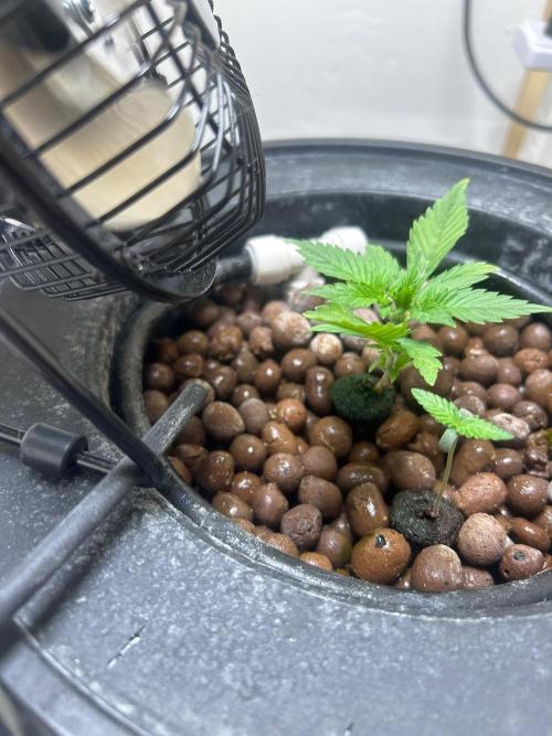 Ztrawberriez Auto. Week 4