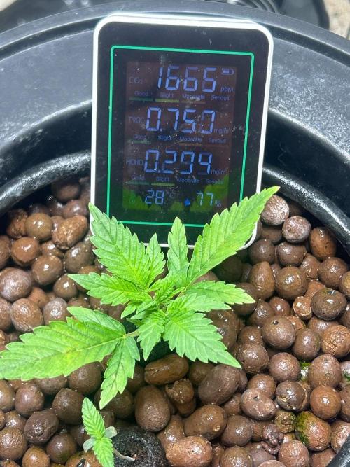 Ztrawberry Auto. Week 4