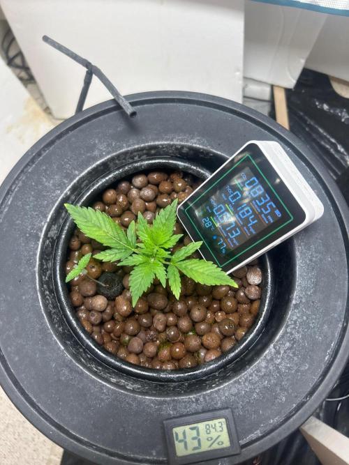 Ztrawberriez Auto. Week 4