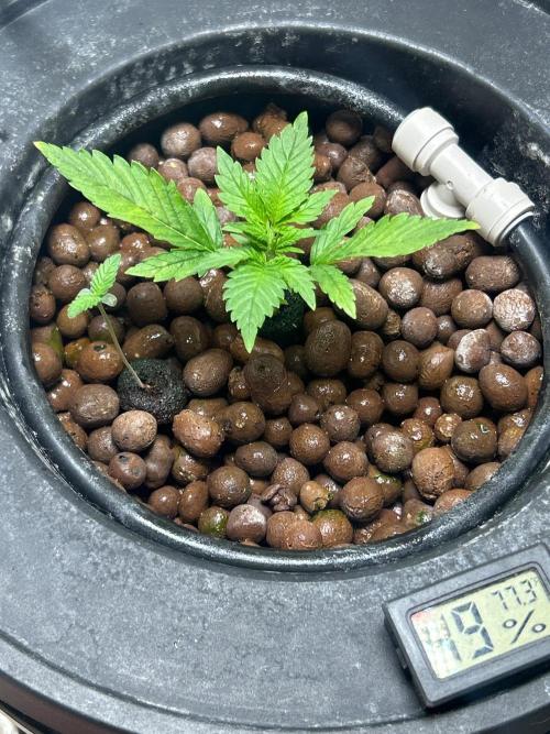 Ztrawberry Auto. Week 4
