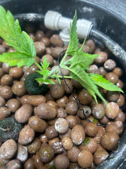 Ztrawberry Auto. Week 4 - LST