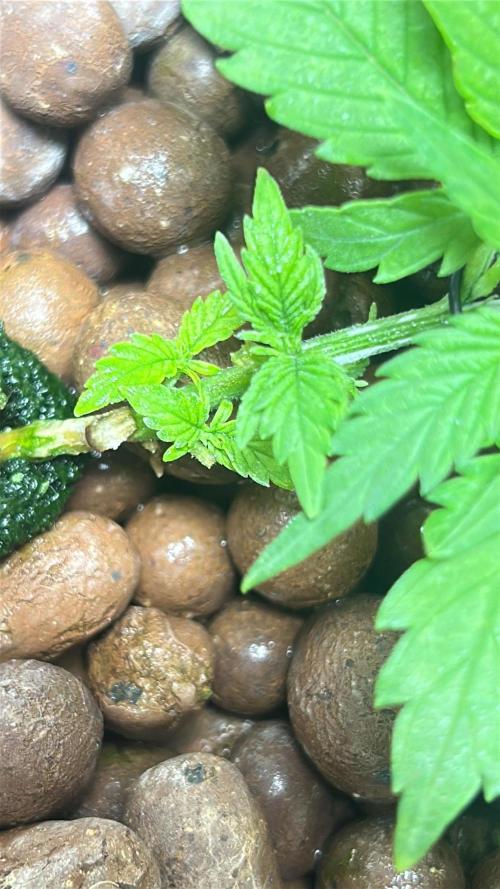 Ztrawberry Auto. Week 4
