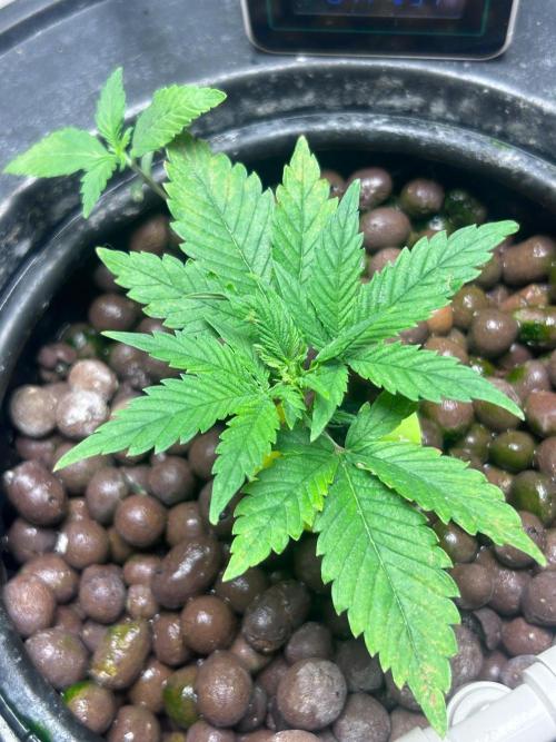 Ztrawberry Auto. Week 4