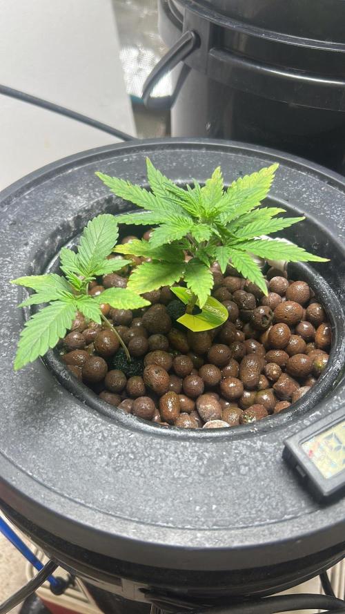 Ztrawberriez Auto. Week 4