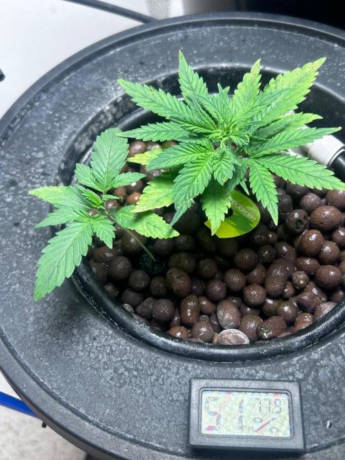 Ztrawberry Auto. Week 4